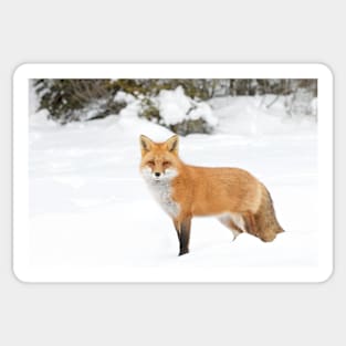 Red Fox - Algonquin Park Sticker